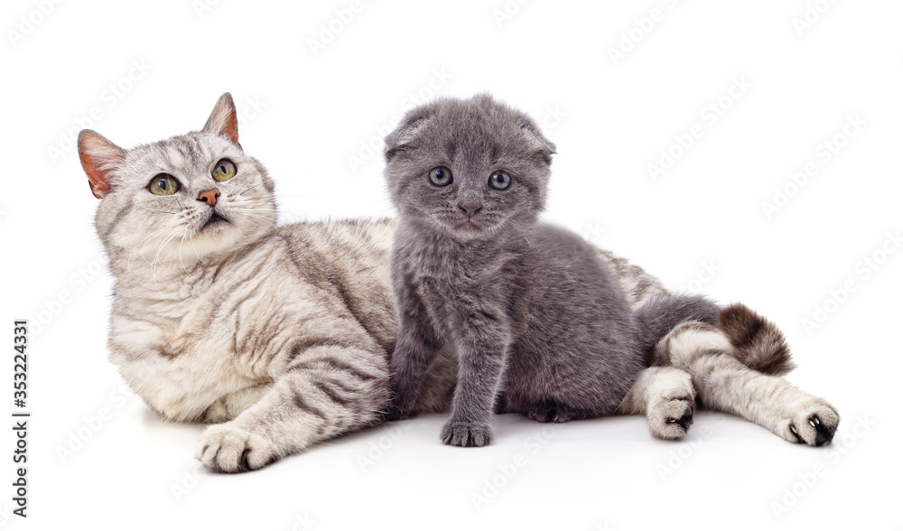 Cat and kitten.