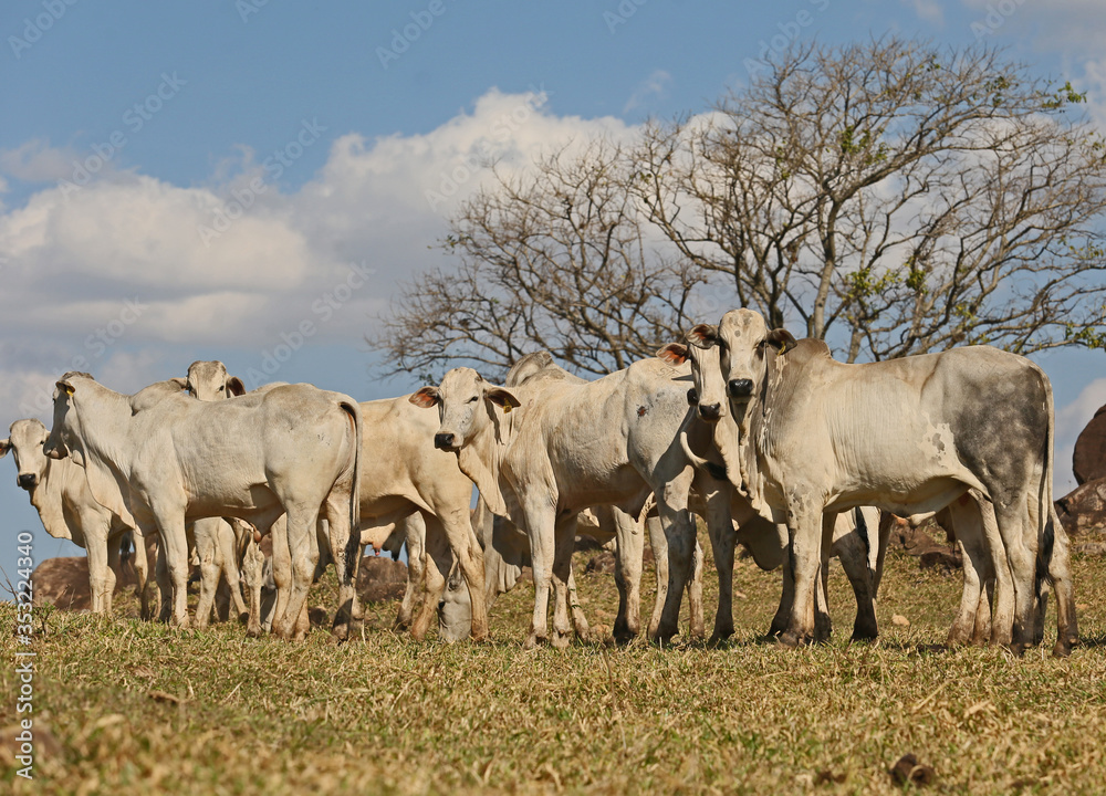 herd of cattle Nelore for slaughter herd of cattle Nelore for slaughter