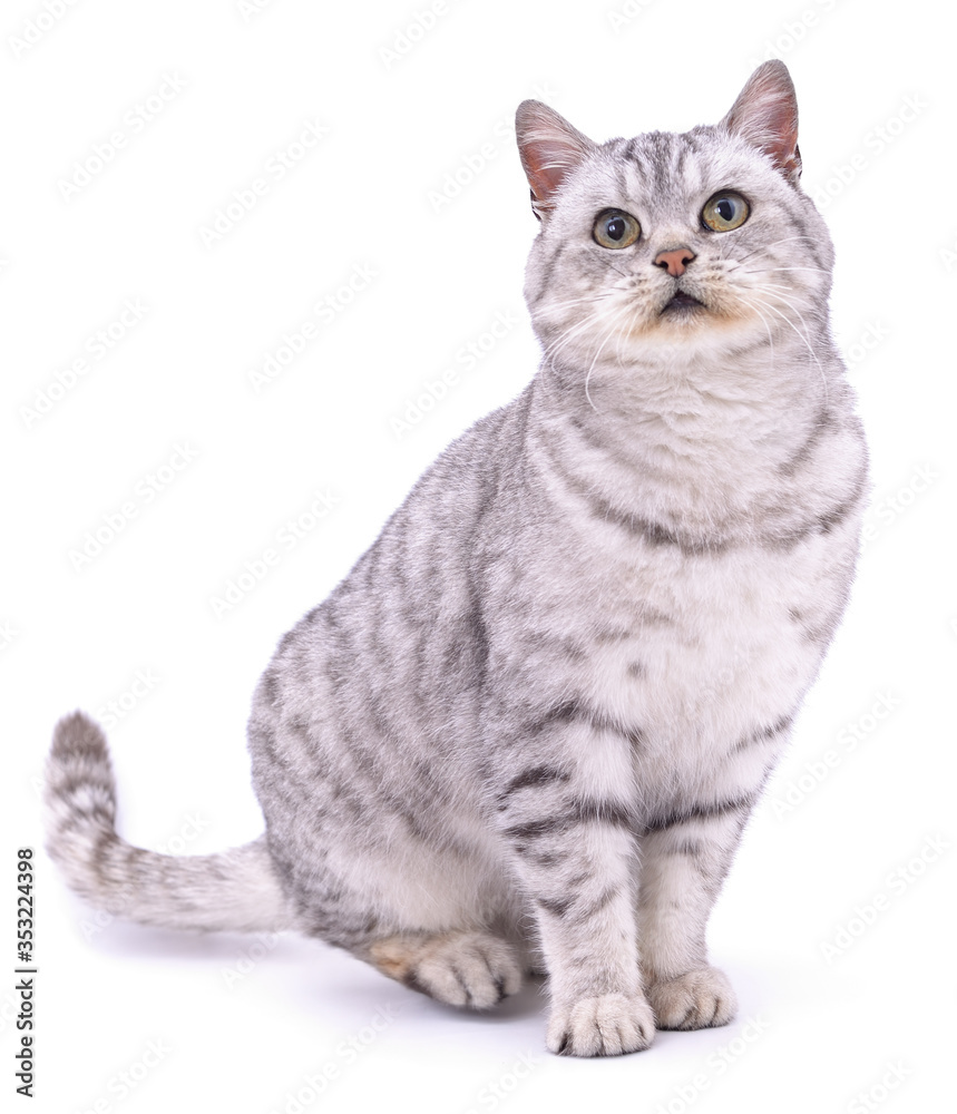 Obraz premium Gray beautiful cat.