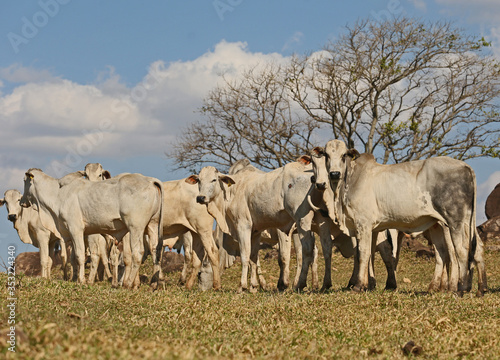 herd of cattle Nelore for slaughter