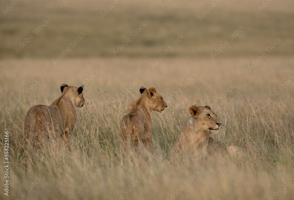 Lions in the grassland at Masai Mara, Kenya Lions in the grassland at Masai Mara, Kenya