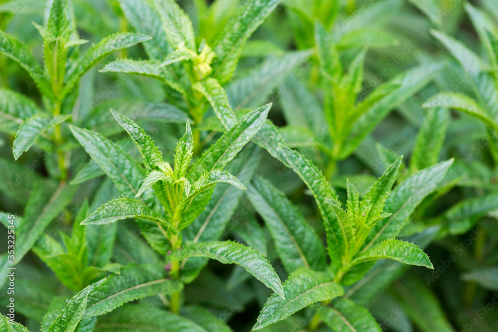 Fresh mint. Fresh growing green mint. Mint growing in a garden