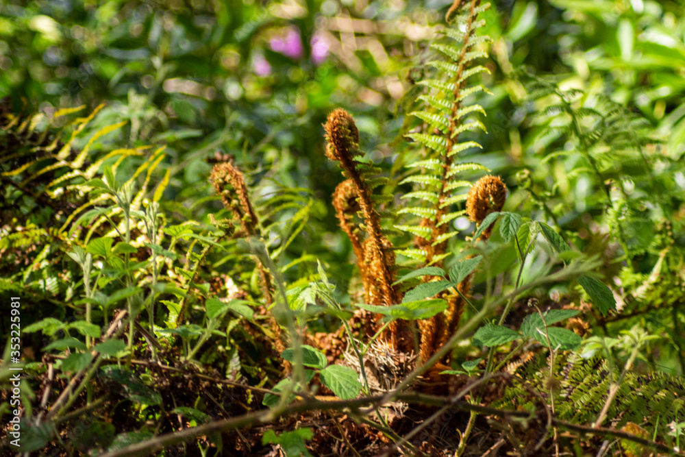 Ferns in forrest 