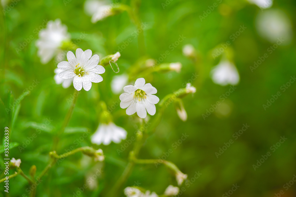 white flower with water drops n the morning in summertime white flower with water drops n the morning in summertime
