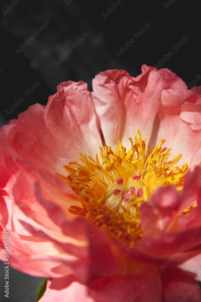 Gentle coral pions against a dark background Gentle coral pions against a dark background