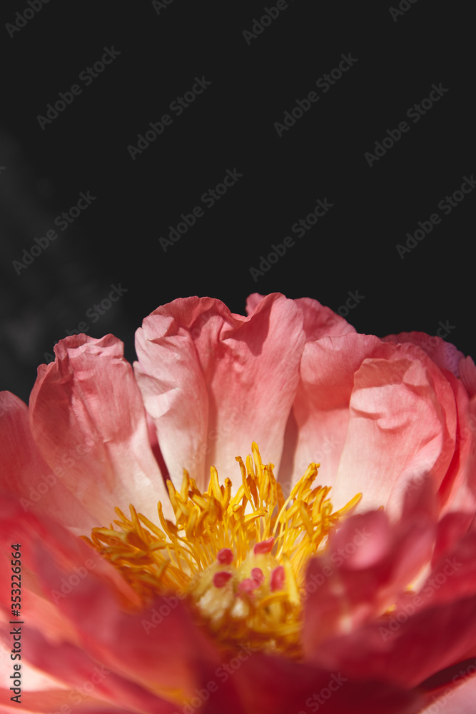 Gentle coral pions against a dark background Gentle coral pions against a dark background