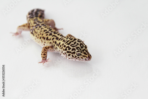 The leopard gecko (Eublepharis macularis) normal morph