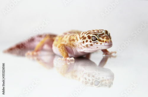 The leopard gecko (Eublepharis macularis) tremper albino morph