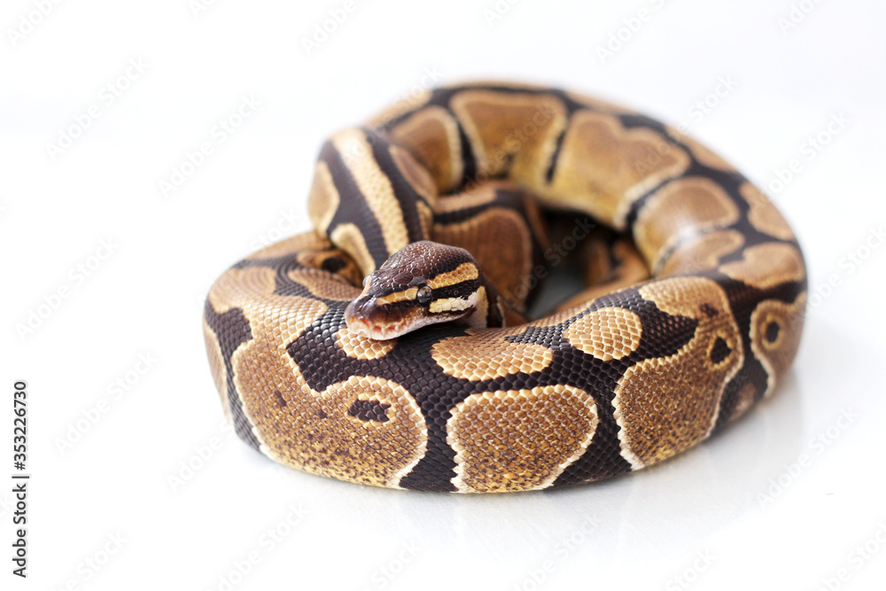 The ball python (Python regius) normal morph The ball python (Python regius) normal morph