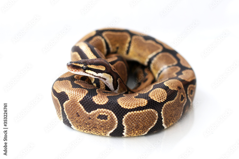 The ball python (Python regius) normal morph The ball python (Python regius) normal morph