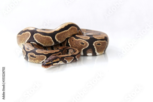 The ball python (Python regius) normal morph