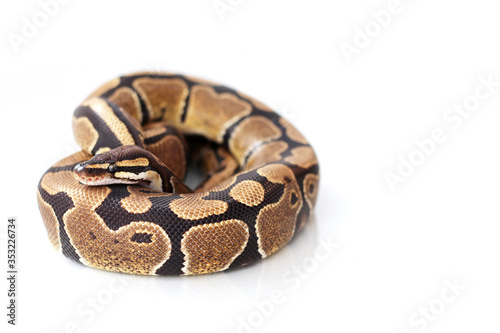 The ball python (Python regius) normal morph