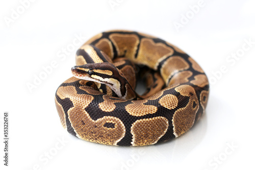 The ball python (Python regius) normal morph