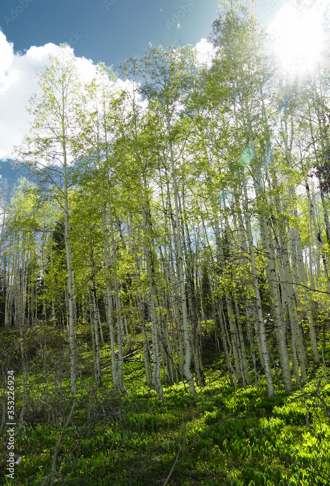 Obraz premium Spring Aspens