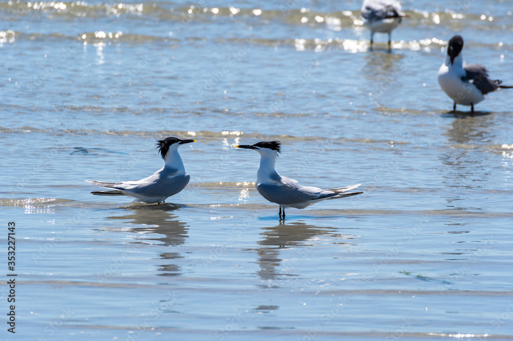 Sandwich Terns Facing Each Other