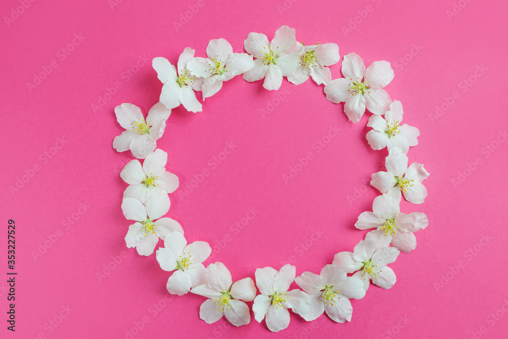 White flowers laid out in a circle on a bright pink background. The concept of spring, summer, flowering, holiday, holiday. Image for banner, postcards. Copyspace.