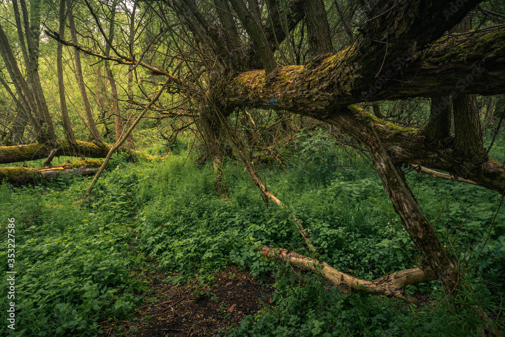 Fallen trees in the forest during spring morning in Jeziorka valley near Piaseczno, Poland