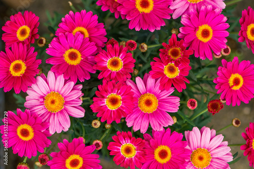 Top view of pink daisies