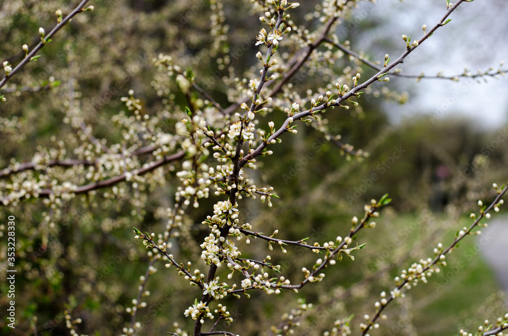 Sloe bush Sloe bush