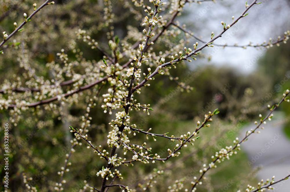 Sloe bush Sloe bush