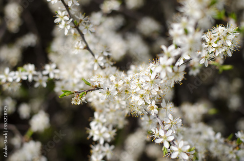 Sloe flowers blossoming © tumma_taivas