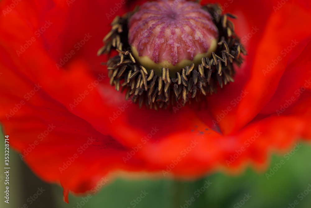 Mohnblume Klatschmohn Mohngewächs Mohn Hahnenfuß Waldmohn Blühte
