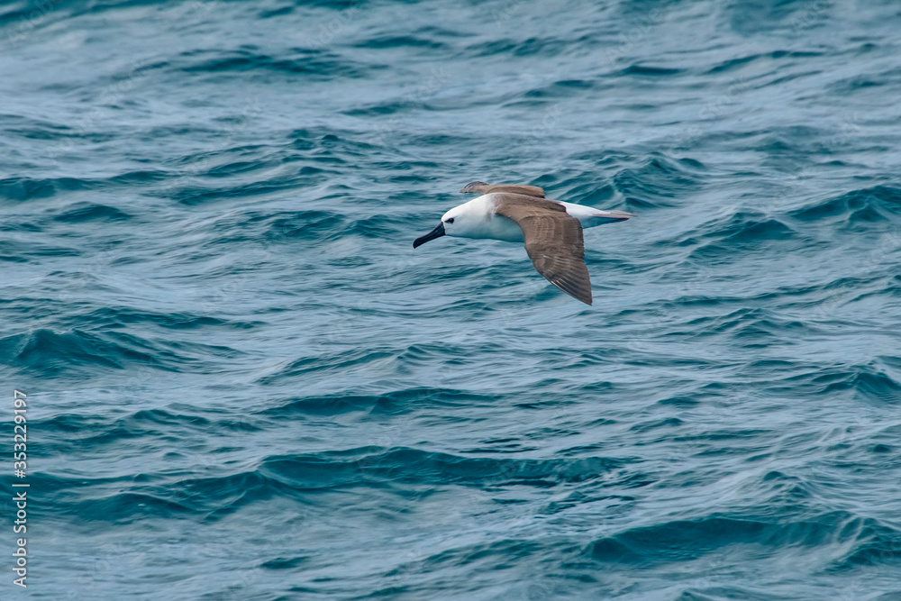 Yellow nosed Albatross photographed in Vitoria, Capital of Espirito Santo. Southeast of Brazil. Atlantic Ocean. Picture made in 2019. Yellow nosed Albatross photographed in Vitoria, Capital of Espirito Santo. Southeast of Brazil. Atlantic Ocean. Picture made in 2019.