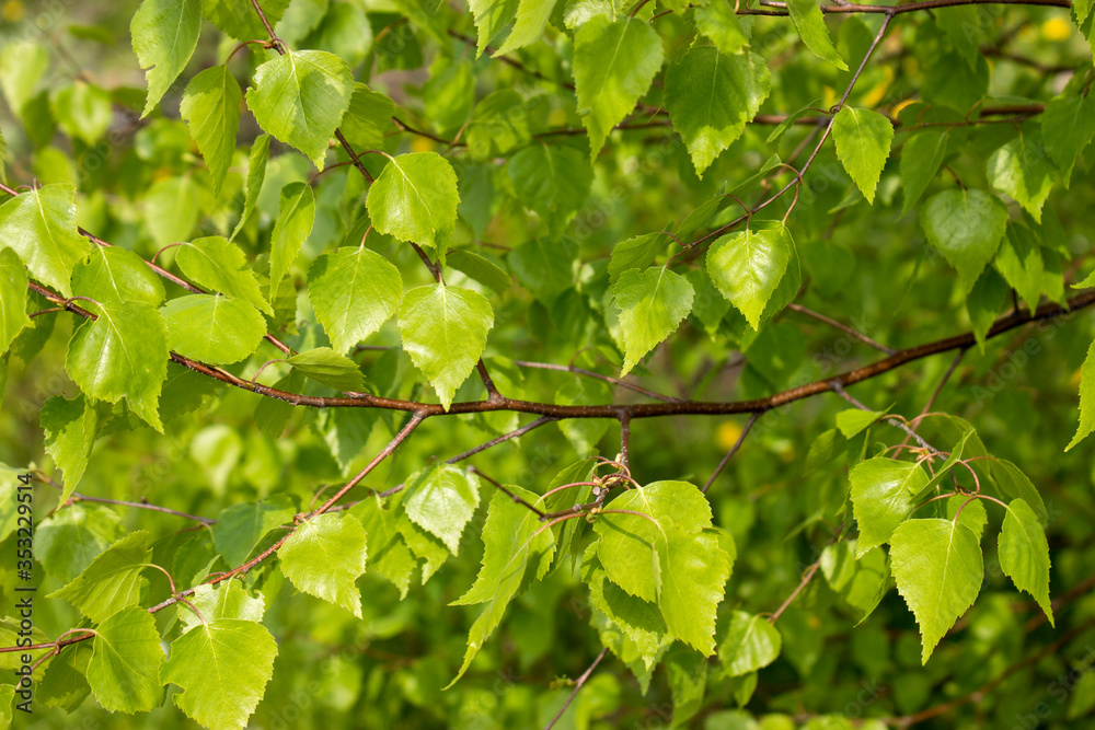 Birch branches with young green foliage in spring Birch branches with young green foliage in spring