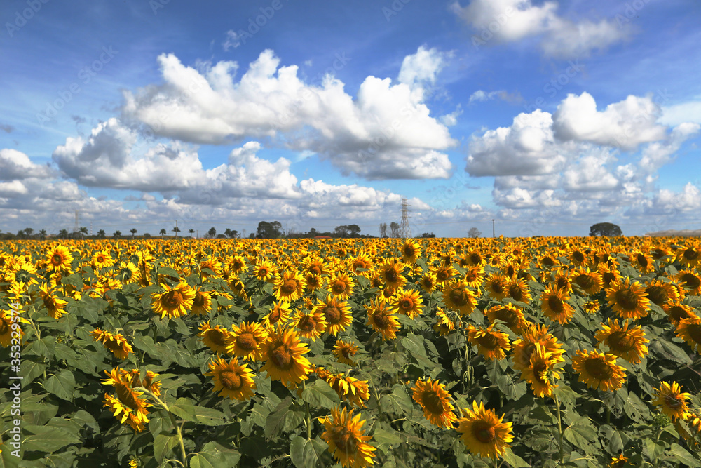 Obraz premium planting sunflowers for oil extraction