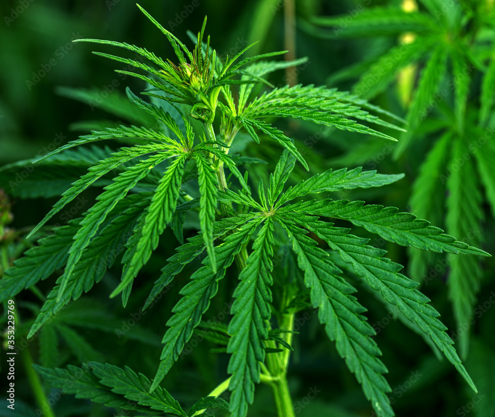 Marijuana Cannabis. Close up of a Cannabis leaf and Female Flowers. Medical Marijuana grown plants. Hybrid Hemp. Cola. Resin. Healing. Mental Health. Leafy, green leaves and healthy plants Marijuana Cannabis. Close up of a Cannabis leaf and Female Flowers. Medical Marijuana grown plants. Hybrid Hemp. Cola. Resin. Healing. Mental Health. Leafy, green leaves and healthy plants