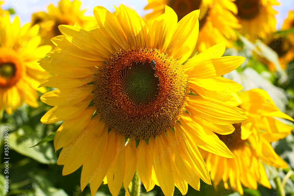 planting sunflowers for oil extraction