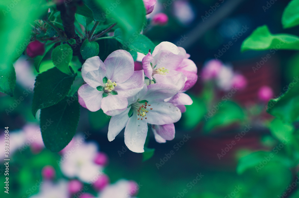 Fototapeta premium Just beautiful flowers of the Apple tree and nothing more.