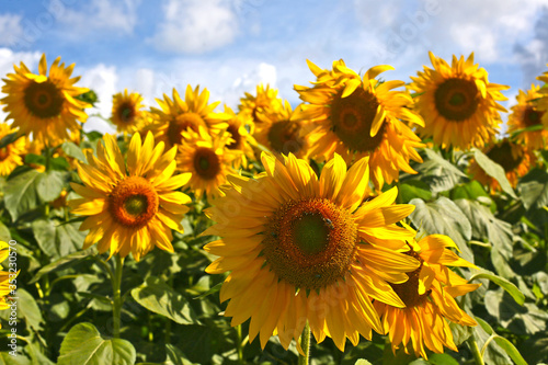 planting sunflowers for oil extraction