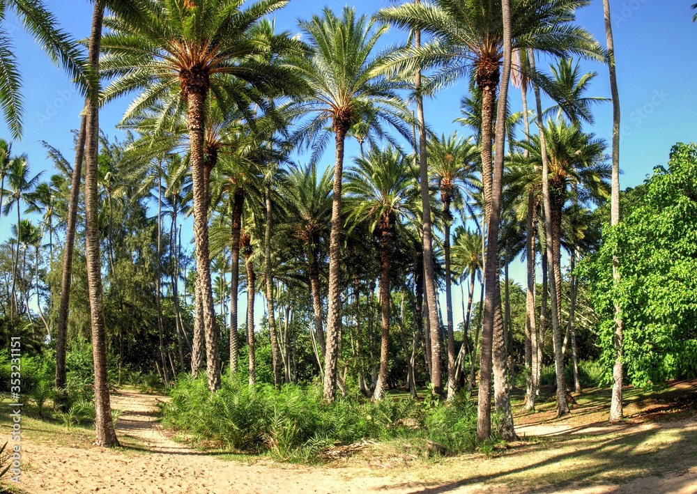 Fototapeta premium Palm trees in Hawaii