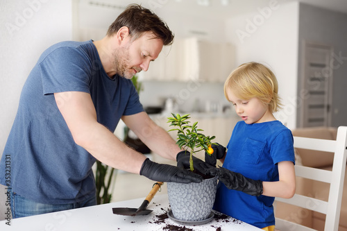 Fotografi Man and little boy transplanting houseplant calamondin into new big flowerpot