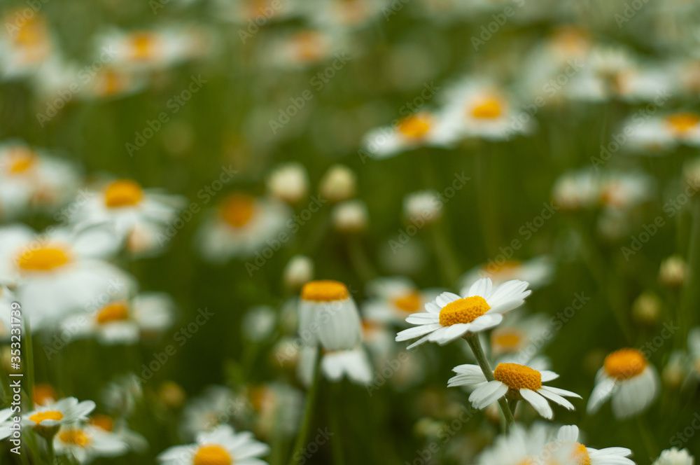 Wild Chamomile flower close-up with blurred background photography Wild Chamomile flower close-up with blurred background photography