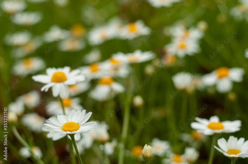 Wild Chamomile flower close-up with blurred background photography Wild Chamomile flower close-up with blurred background photography
