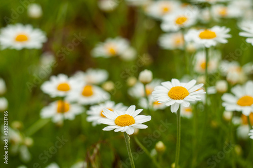 Wild Chamomile flower close-up with blurred background photography