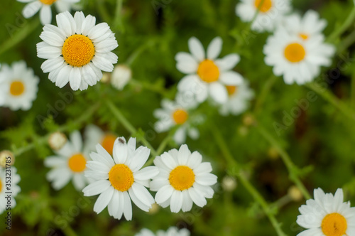 Wild Chamomile flower close-up with blurred background photography