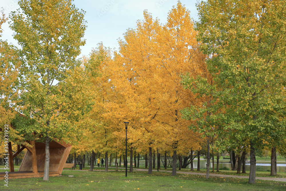 Autumn in the Park. Trees with yellow and green foliage.