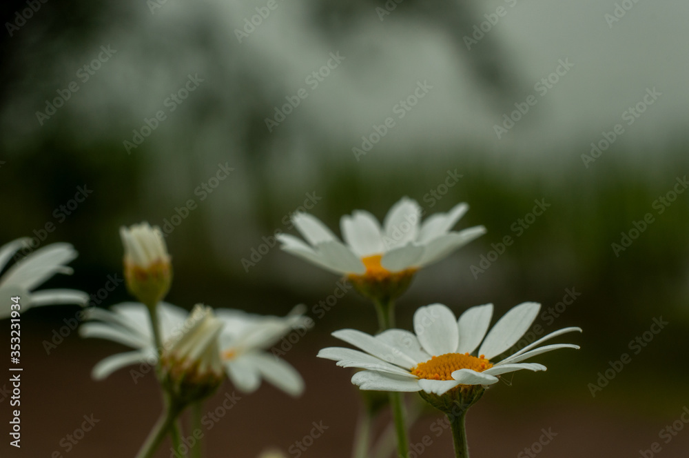 Wild Chamomile flower close-up with blurred background photography Wild Chamomile flower close-up with blurred background photography