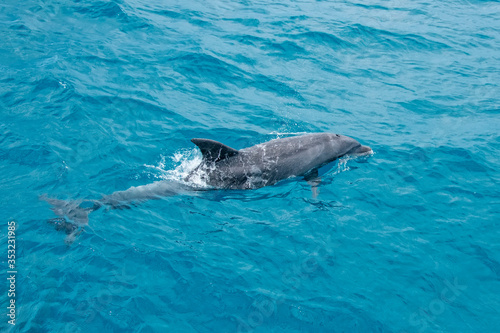 Bottlenose dolphin photographed in Vitoria  Capital of Espirito Santo. Southeast of Brazil. Atlantic Ocean. Picture made in 2019.