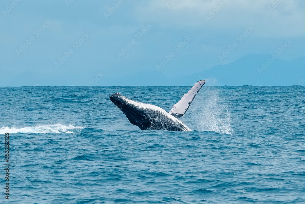 Fototapeta premium Humpback Whale photographed in Vitoria, Capital of Espirito Santo. Southeast of Brazil. Atlantic Ocean. Picture made in 2019.