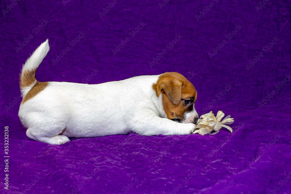 curious puppy Jack Russell Terrier lies on a purple background and plays with a flower. Glamorous background.