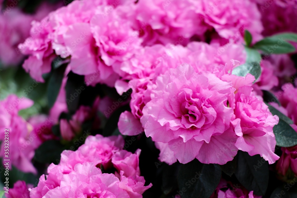 Pink Flowers