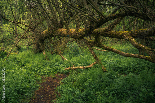Obraz na płótnie Fallen trees in the forest during spring morning in Jeziorka valley near Piaseczno, Poland w salonie