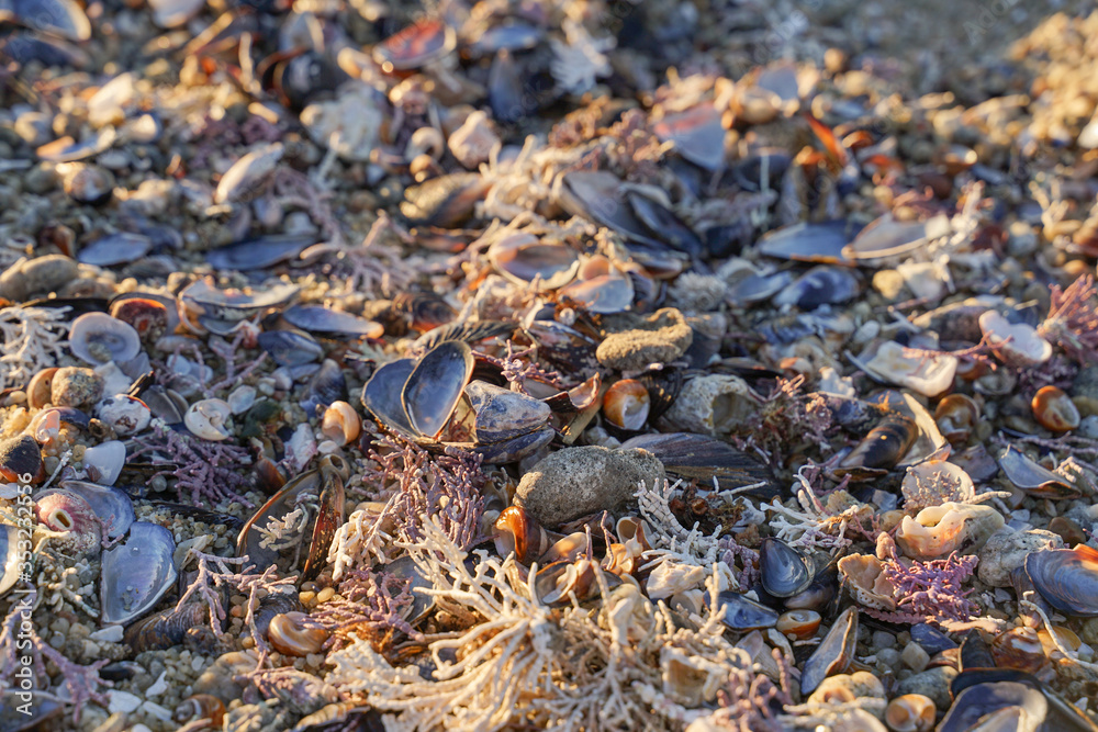 Shells on the beach Shells on the beach