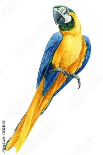 beautiful macaw parrot, hand-drawn watercolor tropical bird on an isolated transparent background, watercolor illustration