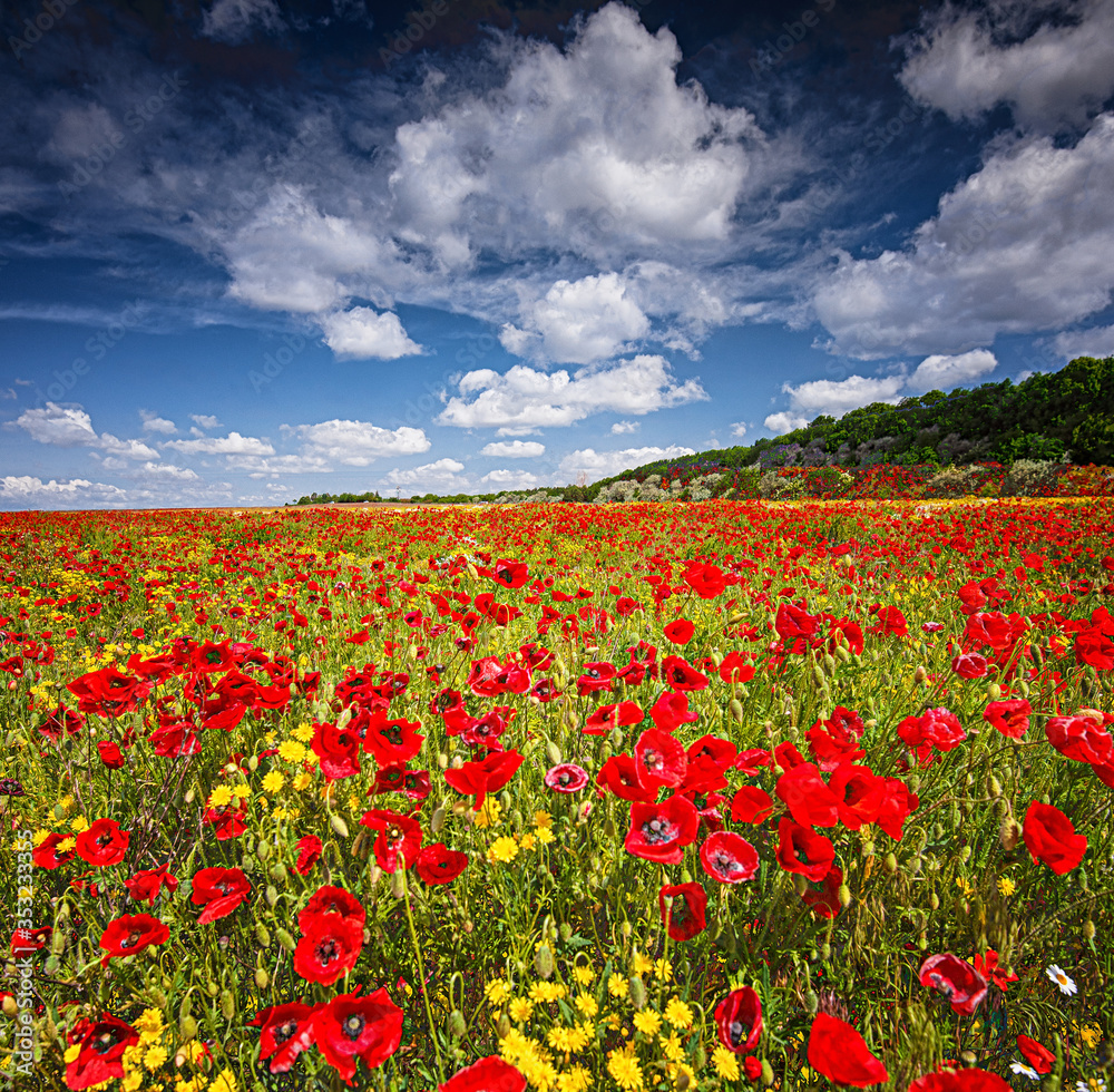 Wonderful poppy field in spring