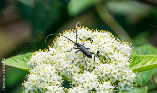 Foto Great capricorn beetle (Cerambyx cerdo) is Oak pest
